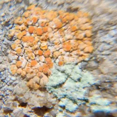 tiny firedot lichen thumbnail 2