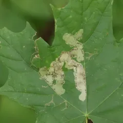 maple leafblotch miner thumbnail 2