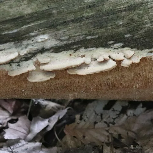 Ochre Spreading Tooth