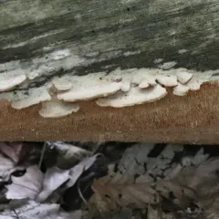 Ochre Spreading Tooth thumbnail 1