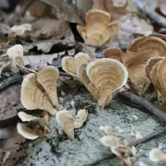 False Turkeytail thumbnail 1