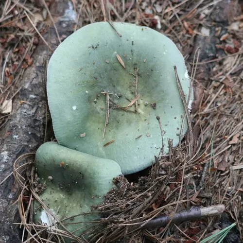 Green Brittlegill