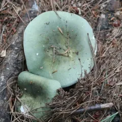 Green Brittlegill thumbnail 1