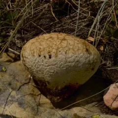 Purple-spored Puffball thumbnail 2