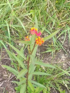 tropical milkweed thumbnail 2