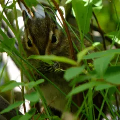 Townsend's Chipmunk thumbnail 3