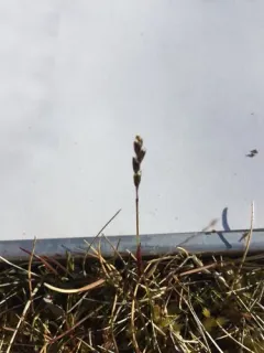 Arctic Sweet Grass thumbnail 3