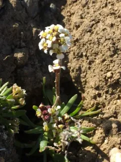 Smooth Rockcress thumbnail 4