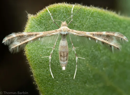Pygmy Plume Moth