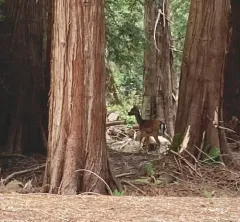 European Fallow Deer thumbnail 3