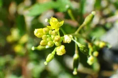 Rocky Mountain Yellowcress thumbnail 4