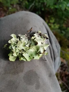 Chicita's Sea Storm Lichen thumbnail 2