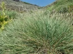 Calamagrostis utsutsuensis thumbnail 2