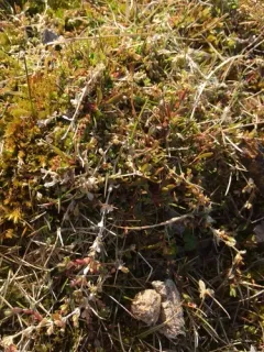 Regel's Chickweed thumbnail 4