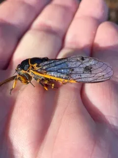 Okanagana luteobasalis thumbnail 2