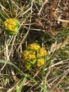 Rosendahl's Golden-saxifrage thumbnail 4
