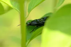 Melanactes piceus thumbnail 3