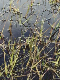 Fisher's Dupontia thumbnail 1