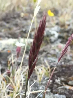 Arctic Wild Rye thumbnail 2