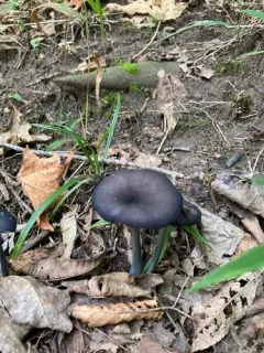 Entoloma velutinum thumbnail 2