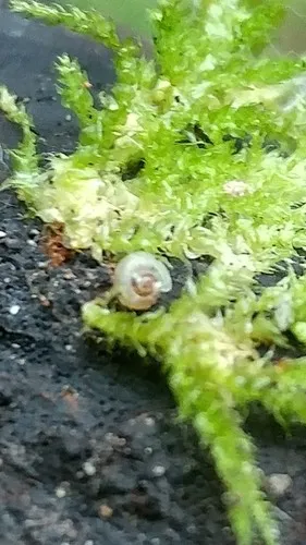 Northwest Striate