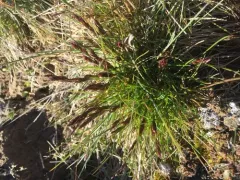 Baffin Fescue thumbnail 4