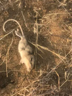 Columbia Plateau Pocket Mouse thumbnail 4