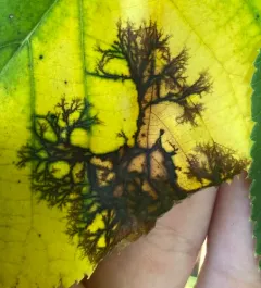 Linden Leaf Blotch thumbnail 3