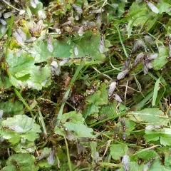 Common Citronella Ant thumbnail 4