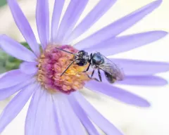 ground cherry sweat bee thumbnail 3