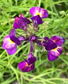 Annual Toadflax thumbnail 3