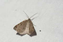 Macaria anataria thumbnail 2