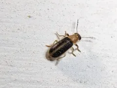 Cregya oculata thumbnail 3