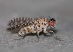 Poecilographa decora thumbnail 1