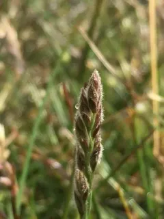 Richardson's Fescue thumbnail 4