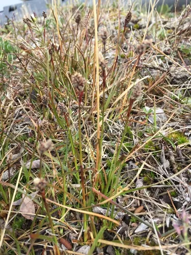 Northern Woodrush