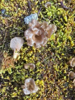 Arrhenia lobata thumbnail 4