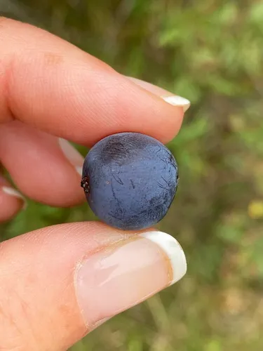 Hog Plum