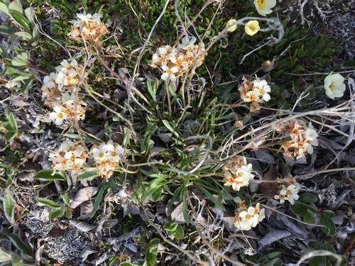 Arctic False Wallflower
