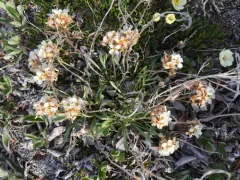 Arctic False Wallflower thumbnail 1