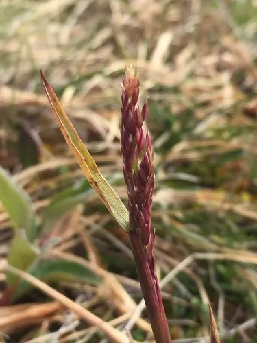 Broadleaf Arctagrostis
