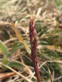 Broadleaf Arctagrostis thumbnail 1