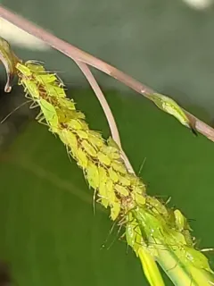 Green Jewelweed Aphid thumbnail 1