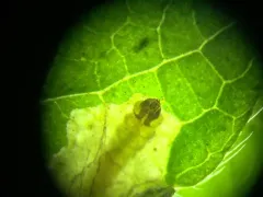 Coptotriche agrimoniella thumbnail 4