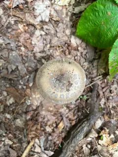 Snakeskin Grisette thumbnail 2