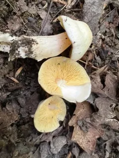 Entoloma luridum thumbnail 2