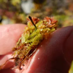 Tufted Fen-moss thumbnail 3
