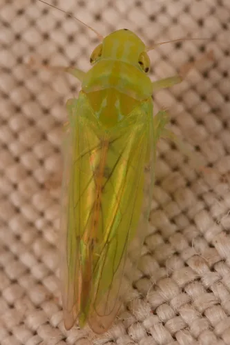Neocoelidiana obscura