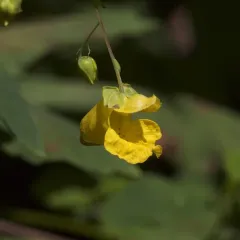 pale jewelweed thumbnail 2