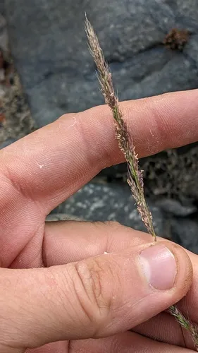 nit grass